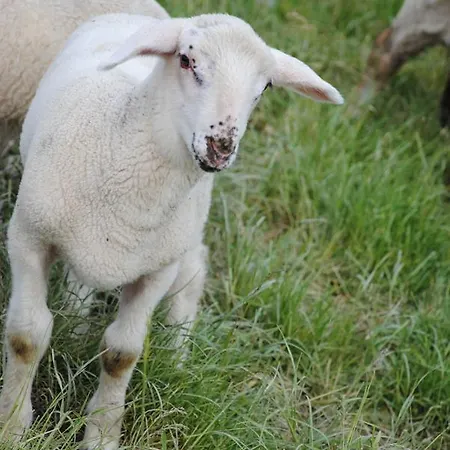 Inn Landgasthof Seyrlberg Reichenau im Mühlkreis