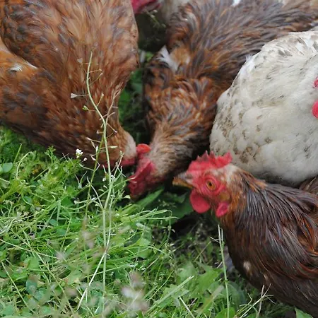 Landgasthof Seyrlberg 3*