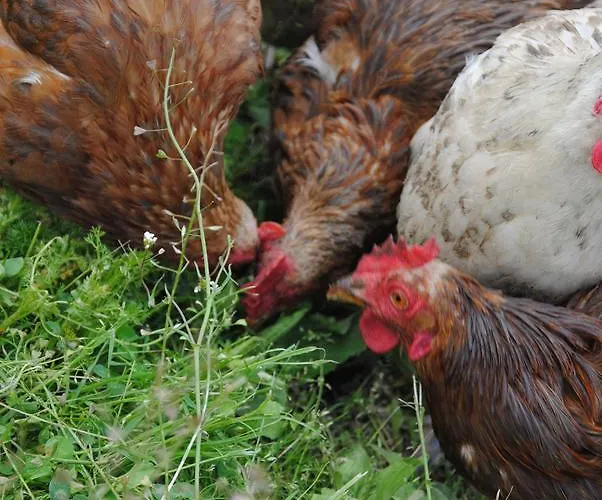 Landgasthof Seyrlberg 3*